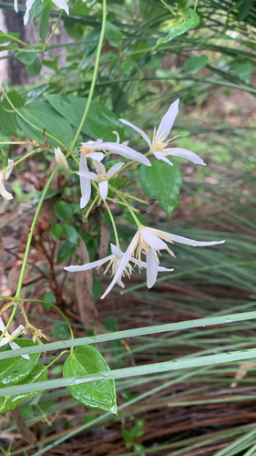 Clematis pubescens, photograph 3