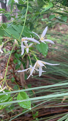 Clematis pubescens, photograph (c) Millie Brady, some rights reserved (CC BY)
