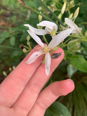 Clematis pubescens, photograph (c) Millie Brady, some rights reserved (CC BY)