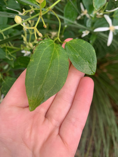 Clematis pubescens, photograph 6