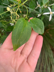 Clematis pubescens, photograph (c) Millie Brady, some rights reserved (CC BY)