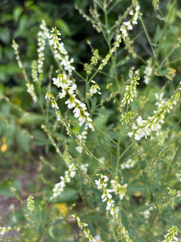 White Sweetclover