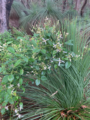 Clematis pubescens, photograph 4