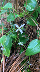 Clematis pubescens, photograph (c) Millie Brady, some rights reserved (CC BY)