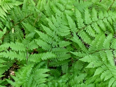 Athyrium asplenioides