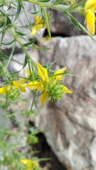 Genista hirsuta