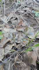 Cruciata glabra krylovii