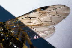 Tenthredo talyshensis