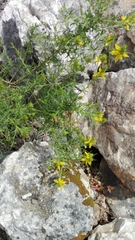 Genista hirsuta