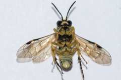 Tenthredo talyshensis