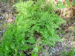Athyrium asplenioides