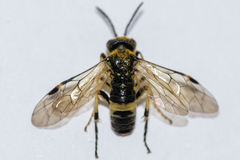 Tenthredo talyshensis