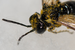 Tenthredo talyshensis