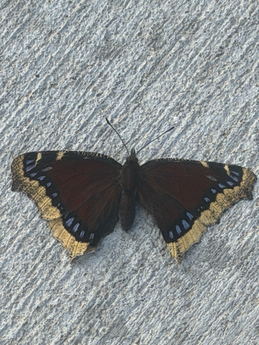 Mourning Cloak