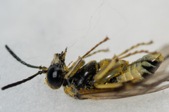Tenthredo talyshensis