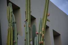 Icterus auricapillus