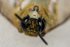 Tenthredo talyshensis