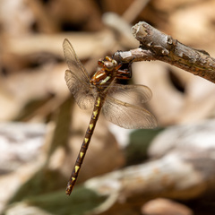 Cordulegaster bilineata
