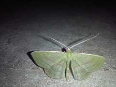 Lepidoptera