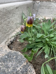 Fritillaria michailovskyi