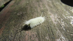 Lepidoptera