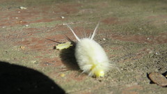 Lepidoptera
