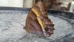Taygetis asterie