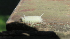 Lepidoptera