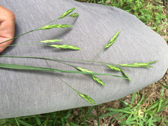 Bromus catharticus catharticus