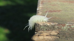 Lepidoptera