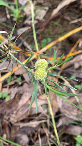 Acanthocarpus preissii (Acanthocarpus preissii)