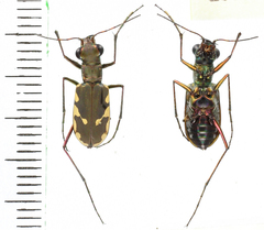 Calomera durvillei