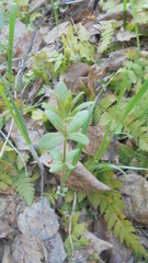 Cruciata glabra krylovii