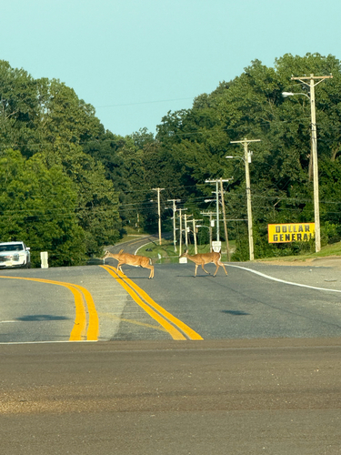 White-tailed Deer