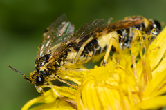 Tenthredo talyshensis