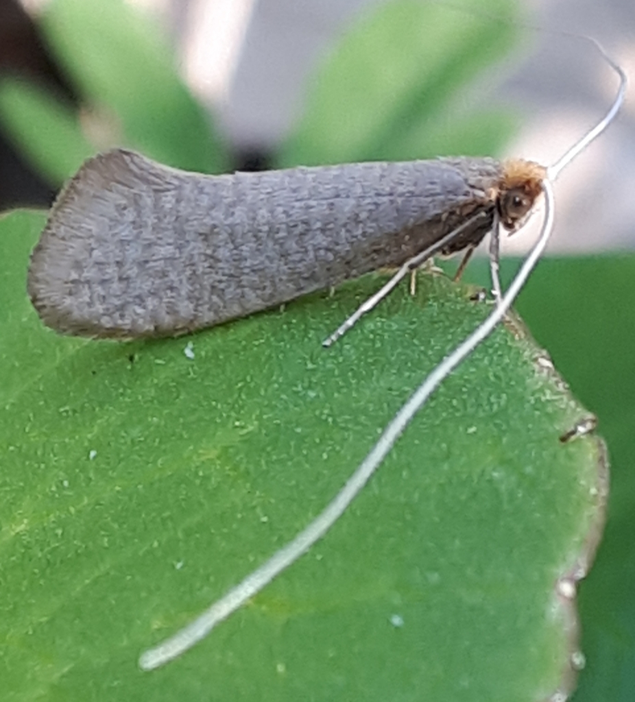 Nematopogon pilella