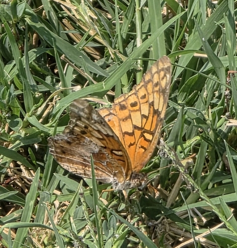 Variegated Fritillary