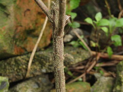 (c) Bruno Avilez, some rights reserved (CC BY) Senna stipulacea, photograph (c) Bruno Avilez, some rights reserved (CC BY)