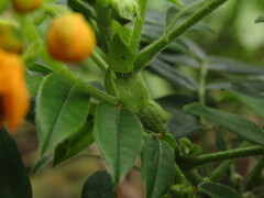 (c) Bruno Avilez, some rights reserved (CC BY) Senna stipulacea, photograph (c) Bruno Avilez, some rights reserved (CC BY)