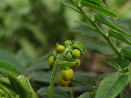 Senna stipulacea, photograph 6