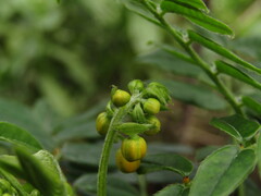 Senna stipulacea, photograph (c) Bruno Avilez, some rights reserved (CC BY)