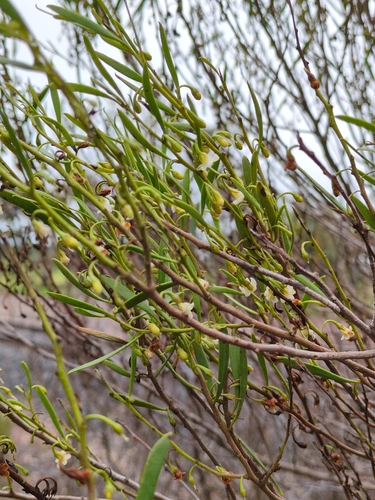 Turkeybush