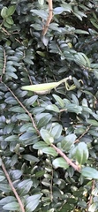 Mantis religiosa