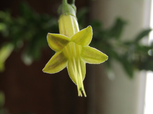 Vestia foetida