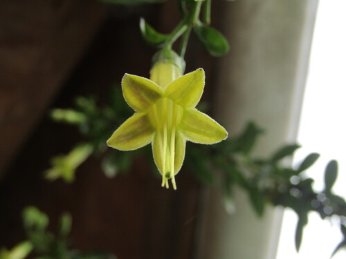 Vestia foetida, photograph 1