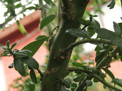 Vestia foetida, photograph (c) Bruno Avilez, some rights reserved (CC BY)