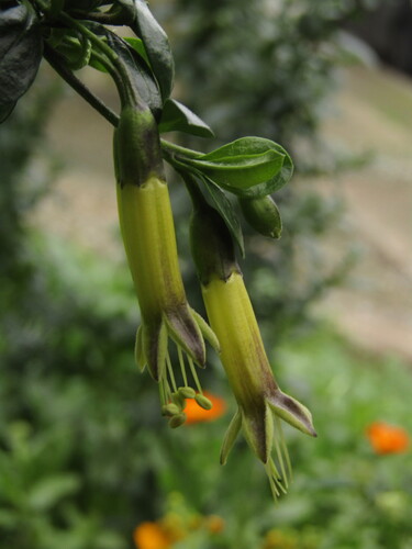 Vestia foetida, photograph 2