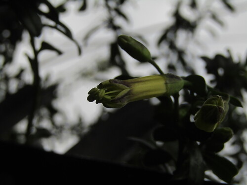 Vestia foetida, photograph 3