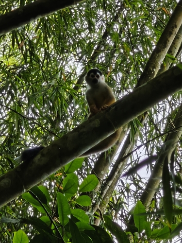 Central American Squirrel Monkey
