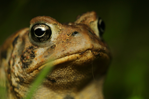 American Toad